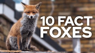 10 Fascinating Fact About Foxes by TOP10 232 views 8 months ago 4 minutes, 17 seconds