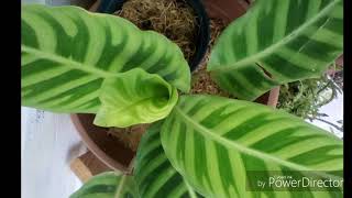 What Shelly Does Sneak Peek Tropical Houseplants And Living