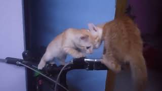 Cute kittens doing funny things | Cute and funny kittens | Sweet kitten play sessions
