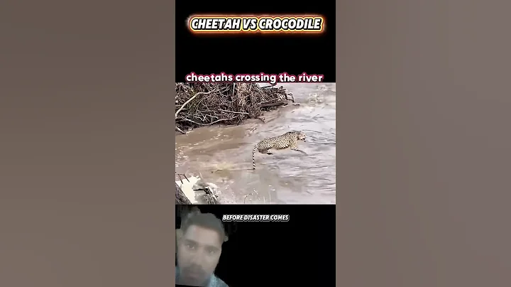 cheetah 🆚 crocodile #trending #animals #crocodile #cheetah #wildlife #youtubeshorts #youtube