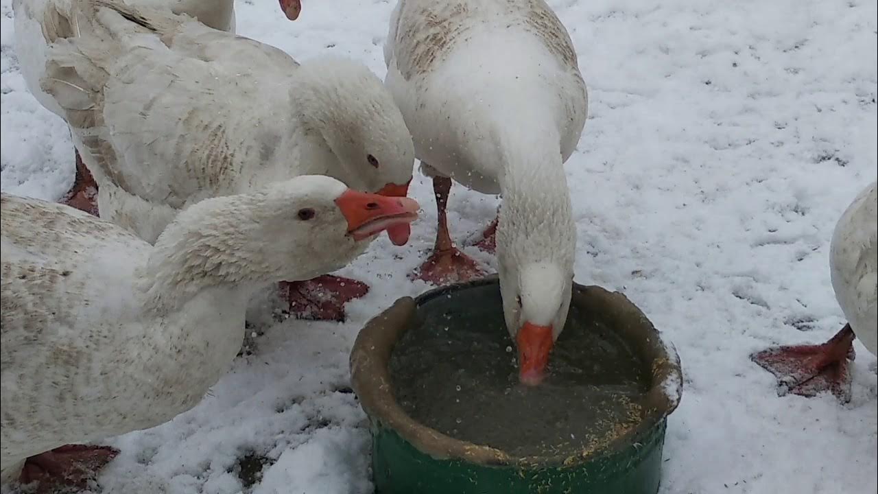 Сколько сидят гуси. Гуси на зимовке. Гусенок Мороз. Гусь зимой на улице. Отмоются ли гуси после зимы.