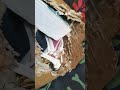 Lablove Puppiesofinstagram Cutepuppy Lab Adorable Puppy Pup Simba Funny Funnyanimals Pets Lablove Puppiesofinstagram Cutepuppy Lab Adorable Puppy Pup Simba Funny Funnyanimals Pets