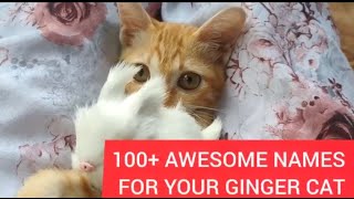 100+ Awesome Ginger Cat Names For Male & Female Orange Kitties