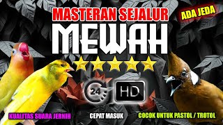 #5 MASTERAN MEWAH ISIAN KENARI, LOVEBIRD, CILILIN - MUDAH DITIRU BURUNG MURAI BATU!