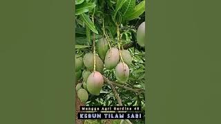 Mangga Agri Gardina 45 di Kebun Tilam Sari