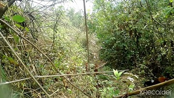 By gà rừng với 1 bộ giò đón và cái kết đắng || cuab qaib qus tuaj zoo los tseem tsis ncaj tsig