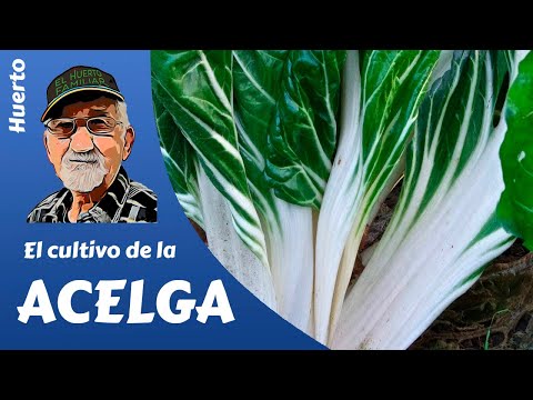Video: Consejos para cultivar acelgas: ¿Cómo planto acelgas?