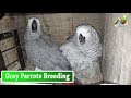 Grey Parrots Breeding setup Urdu/Hindi