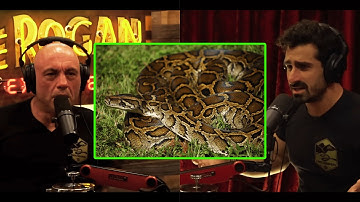 What Happens When Predators Disappear?