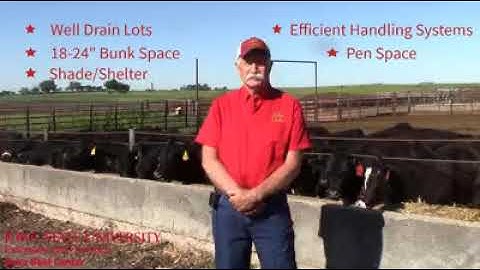 Backgrounding Calves