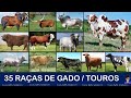 35 RAÇAS DE GADO / TOUROS incríveis