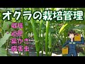 【オクラの栽培管理】きれいに管理して秋まで毎日収穫する!