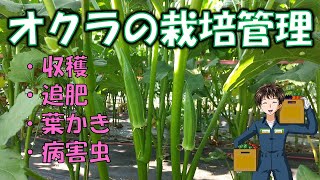 【オクラの栽培管理】きれいに管理して秋まで毎日収穫する