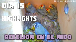 Caja Nido Herrerillo Dia 15 Highligths (30/04/2024) by HaCkIsS2 272 views 2 weeks ago 6 minutes, 6 seconds