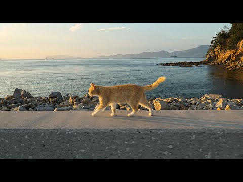 Video: Najnevjerovatnija iskustva na japanskom ostrvu Shikoku