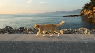 พักค้างคืนบนเกาะแมวของญี่ปุ่นกลางฤดูร้อน🐾☀️ | เกาะโอกิจิมะในคากาวะ | ASMR