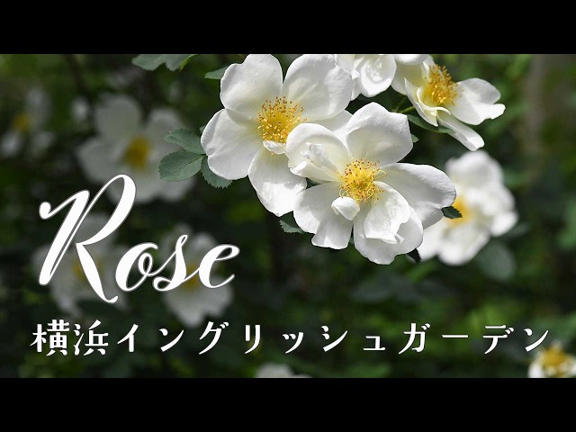 Rose 23】2026.4.25. 4月なのにこんなに咲いてた！早咲きの薔薇が