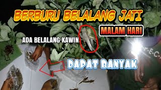 MENCARI BELALANG JATI DI MALAM HARI (nyuloh walang) | VLOG CAH NDESO