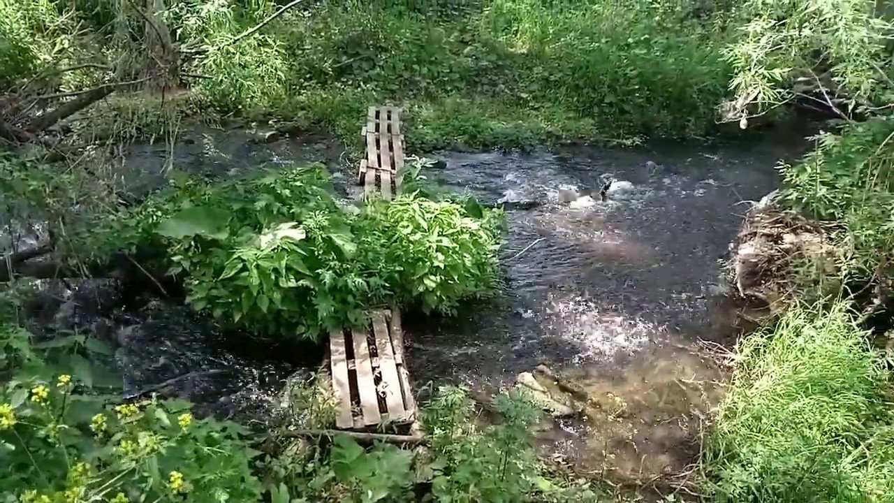 Канал лесные видео