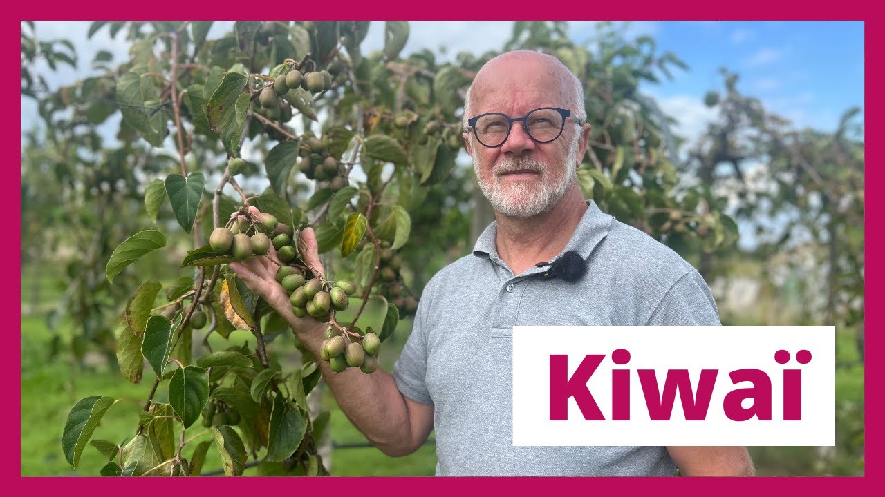 La plus grande collection de kiwaïs d'Europe (Actinidia arguta) avec Filip Debersaques