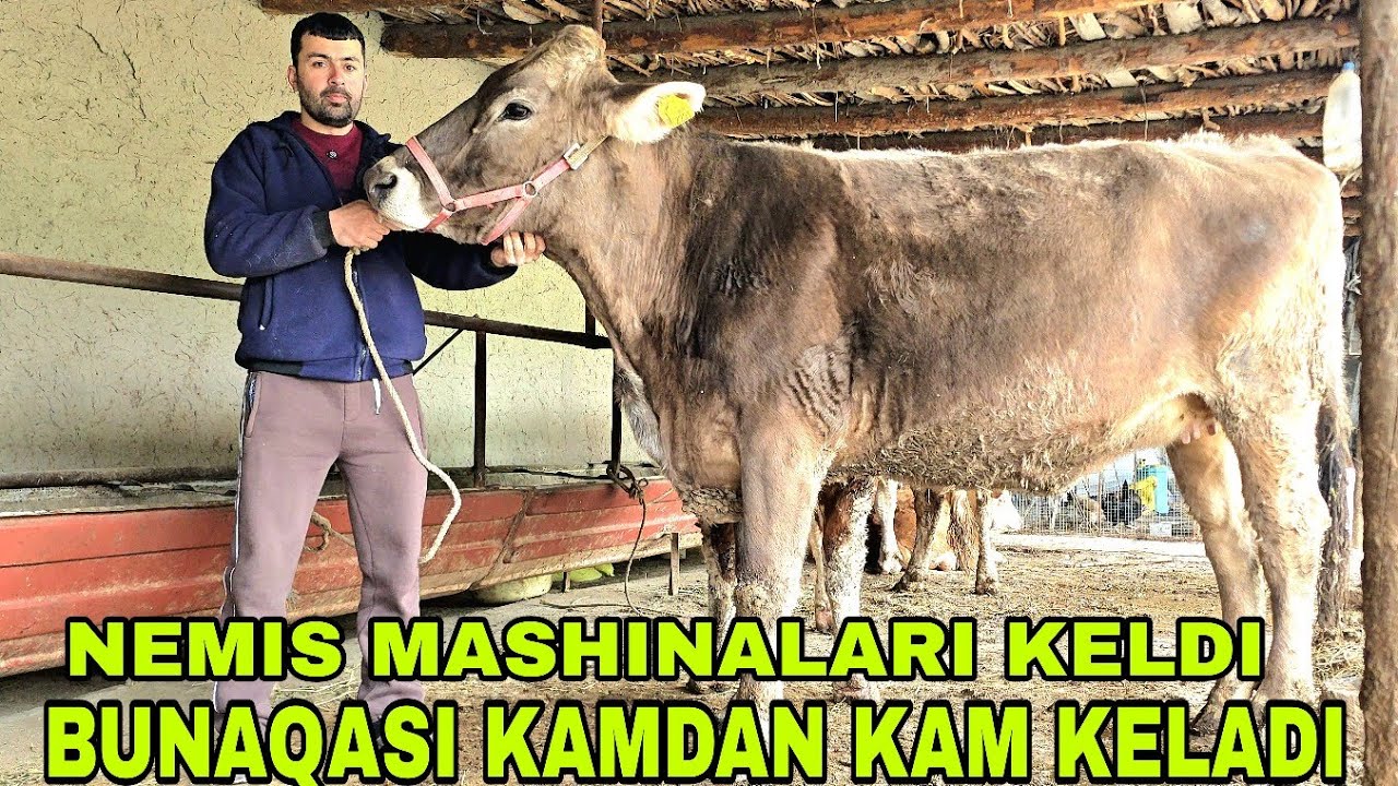 Fayozjon ukamizni fermasida nemis mashinalari va toza smental bo'g'ozlar 4 марта 2026 г.