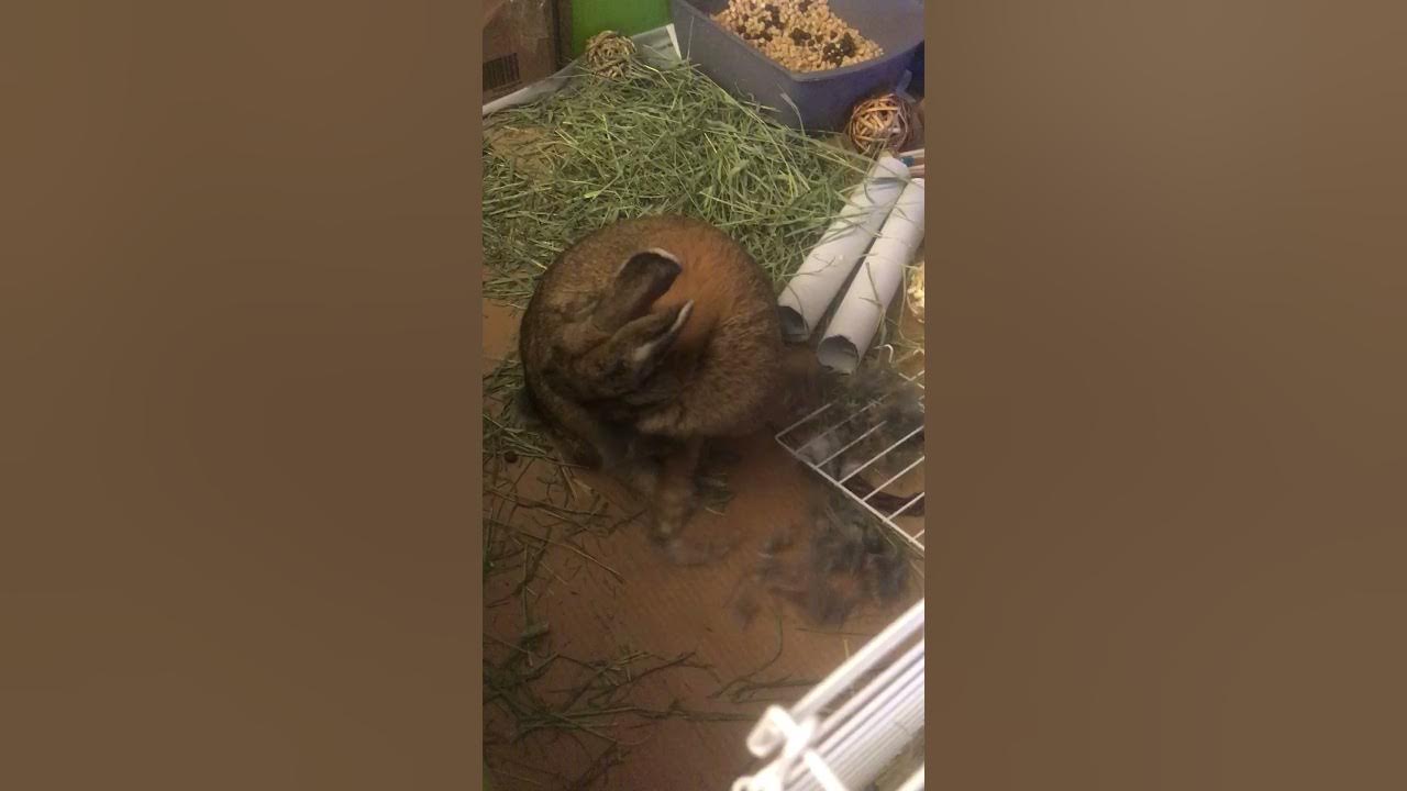 Rabbit ripping out fur YouTube
