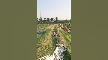 Leopard attacked a farmer #11 #viralvideo #leopard #vfx #animals #yt #video #yt #shorts