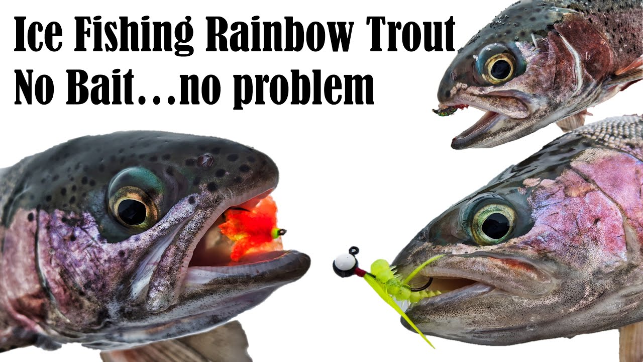 Ice Fishing Rainbow Trout : No bait!!! (Selective gear rules) 