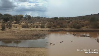 Mpala heavy rains fill watering hole in one night!