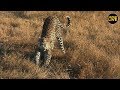safariLIVE - Sunrise Safari - June 23, 2019