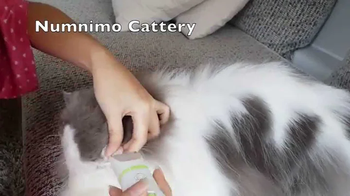 Video 11246481: persian cat grooming, persian cat cleaning, face persian cat