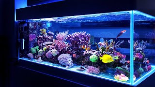 Exploring Underwater Wonders: Journey into the Realm of Aquarium Fishes 4K
In this captivating video, join us on an exhilarating adventure as we embark on a mesmerizing journey into the world of aquarium fishes. Delve into the depths and explore the hidden wonders that lie beneath the waters surface, immersing yourself in an awe-inspiring realm teeming with vibrant aquatic life.
From the miraculous coral reefs to the stunning diversity of species, we uncover the enchanting secrets that make aquarium fishes so captivating. Discover the breathtaking array of colors, shapes, and behaviors exhibited by these mesmerizing creatures. Witness the graceful dance of ethereal angel fish, the vibrant hues of neon tetras, and the majestic elegance of gliding rays.
Immerse yourself in an educational and visually stunning experience, as we delve into the intricacies of aquarium fish care and learn about the essentials of creating a thriving underwater habitat. Gain valuable insights into tank setup, water parameters, and dietary needs, ensuring the health and happiness of your own aquatic companions.
Not only do we explore the captivating world of aquarium fishes, but we also delve into their global significance and role in conservation efforts. Learn how these exquisite creatures are part of a delicate ecosystem, and discover the importance of preserving their natural habitats for future generations to cherish.
Join us on this exhilarating expedition as we journey through an underwater wonderland, unraveling the mysteries of aquarium fishes and gaining a newfound appreciation for these stunning inhabitants of the deep. Let this wondrous voyage spark your curiosity and fuel your passion for the magnificent world that lies beneath the surface.
#underwaterwonders #aquariumfishes #exploringunderwater #fishlover #oceanlife #marinebeauty #underwatertreasures #diving #underwaterworld #marineexploration #coralreefs #fishkeeping #aquariumhobby #underwaterphotography #tropicalfish #marinelife #oceanexploration #underthesea #aquariumlovers #fishkeepers
Join this channel to get access to perks:
https://www.youtube.com/channel/UCT_i60PbkkYlg2p88vElqCw/join Exploring Underwater Wonders: Journey into the Realm of Aquarium Fishes 4K