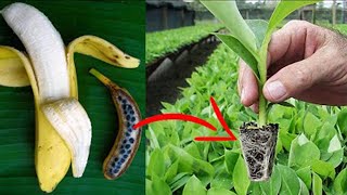 زراعة الموز من البذرة فى البيت Growing bananas with seeds at home