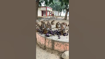 Jai shri Ram 🙏🙏😢😢🐒🐒❤️❤️❤️🍆🍆🍆🍆🍆#monkey #bandar #monkeybandar 1439