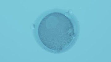Use Synthetic Images of 3D Oocytes to assess the viability