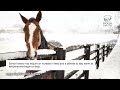 Colder Temperature - Quick Horse Care Tips