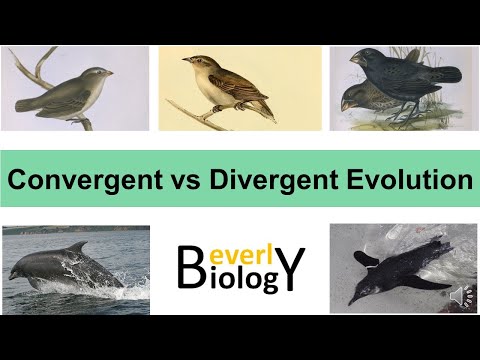 Convergent vs Divergent Evolution