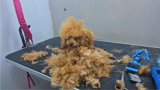 ❤ MATTED DOG FULL GROOMING TRANSFORMATION