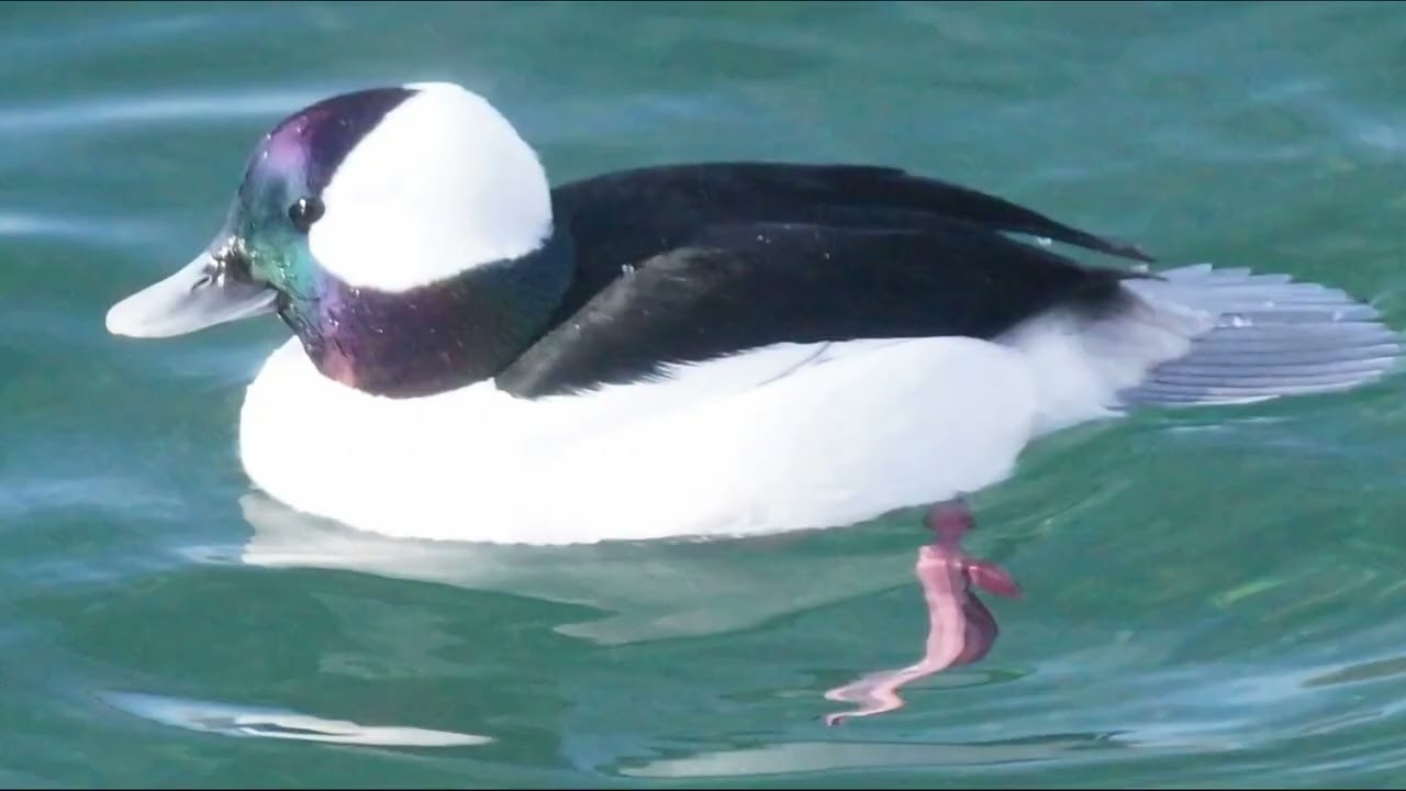Bufflehead ducks chase each other through the early morning chill @ Humber Bay Park East