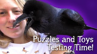 Fable the Raven | Solving Puzzles And Toys Made By You!