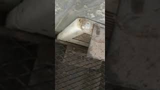 Download Lagu Roy-L-Heat Calf Warmer Sells On BigIron 3-24-21 MP3