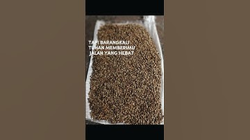 biji kopi robusta#coffee #petanikopi #arabikacoffee