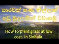 How to plant grass at low cost. In Sinhala |  සාරවත් තණ නිල්ලක් අඩු මුදලකින් වවාගමු