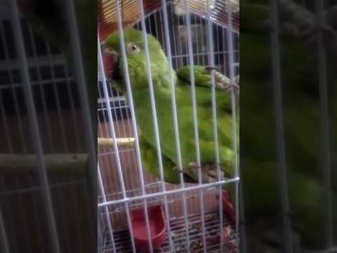 talking parrot #Shorts