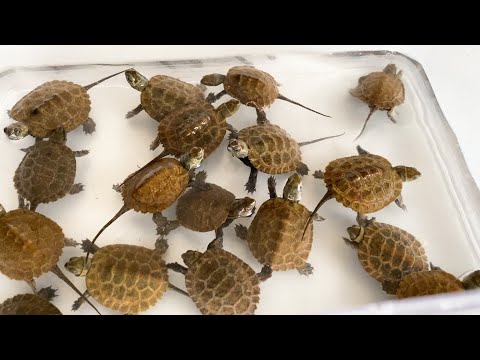 3588 外国切手 ベリーズ 1990年 カメ 亀 シリーズ 6種完 A lot of baby turtles have been born! - YouTube