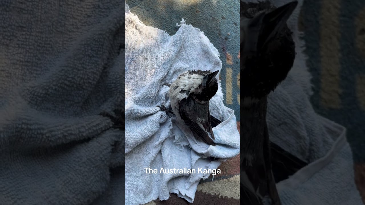 Don’t underestimate the heat of Australia