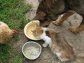 животные в деревне едят из одной миски