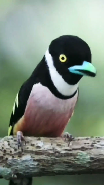 Burung sempur hujan rimba/ black yellow broadbill
