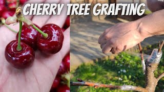 Grafting cherries 4 different varieties on the same tree