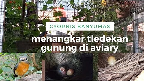 tledekan gunung || lahirnya generasi baru di aviary